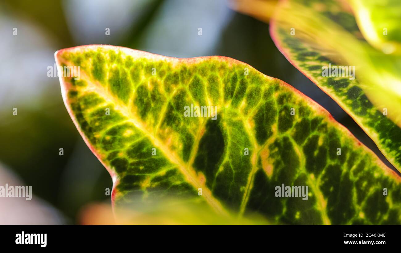 Croton plant leaves. Natural background for brand design Stock Photo