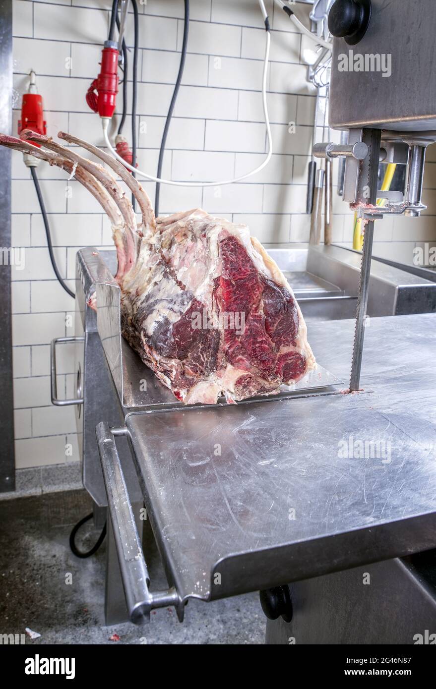 Raw dry aged wagyu porterhouse and tomahawk steak block before cut up as close-up at the bench band saw Stock Photo
