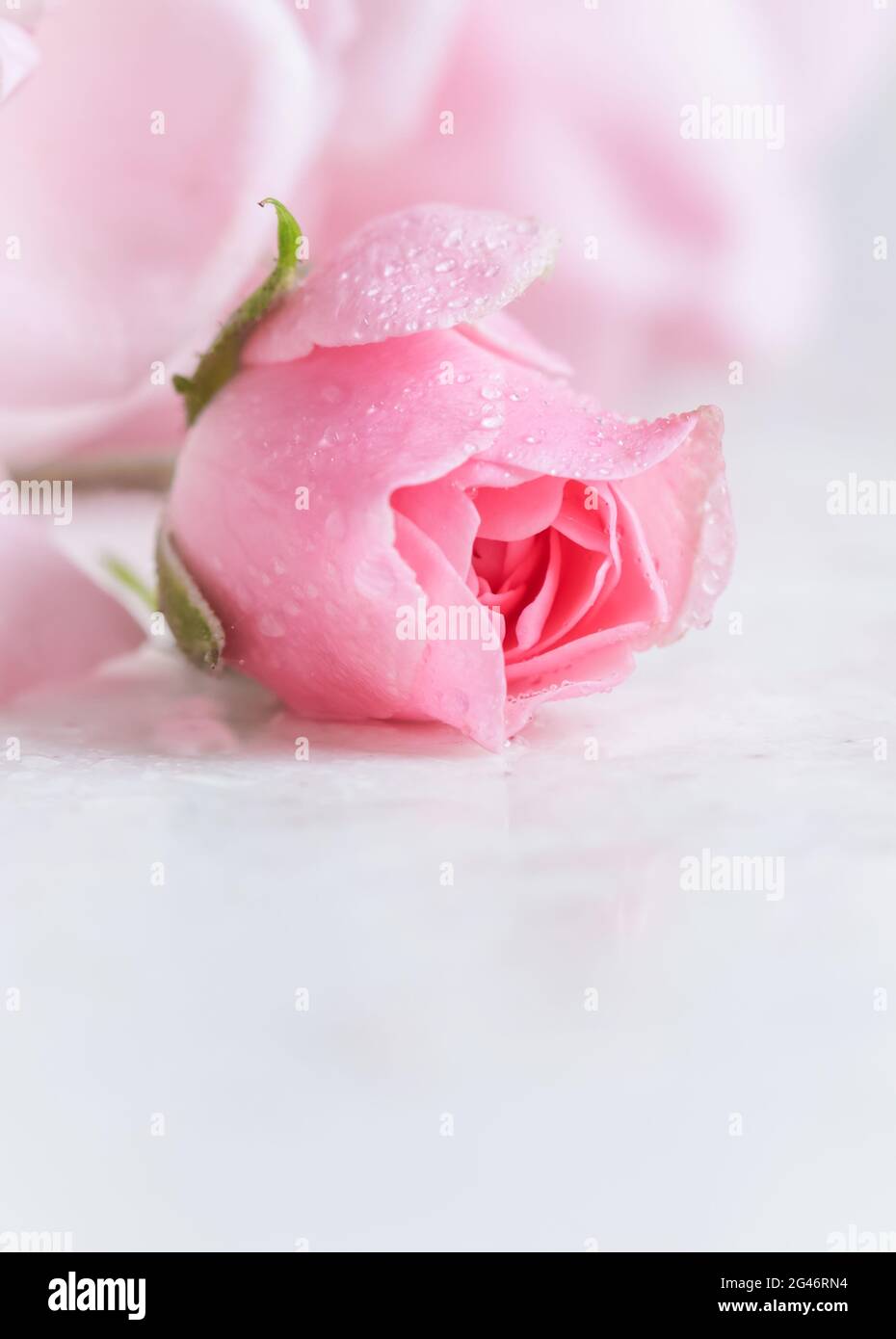 Beautiful pink rose with water drops on white marble. Can be used as  background. Soft focus. Romantic style Stock Photo - Alamy