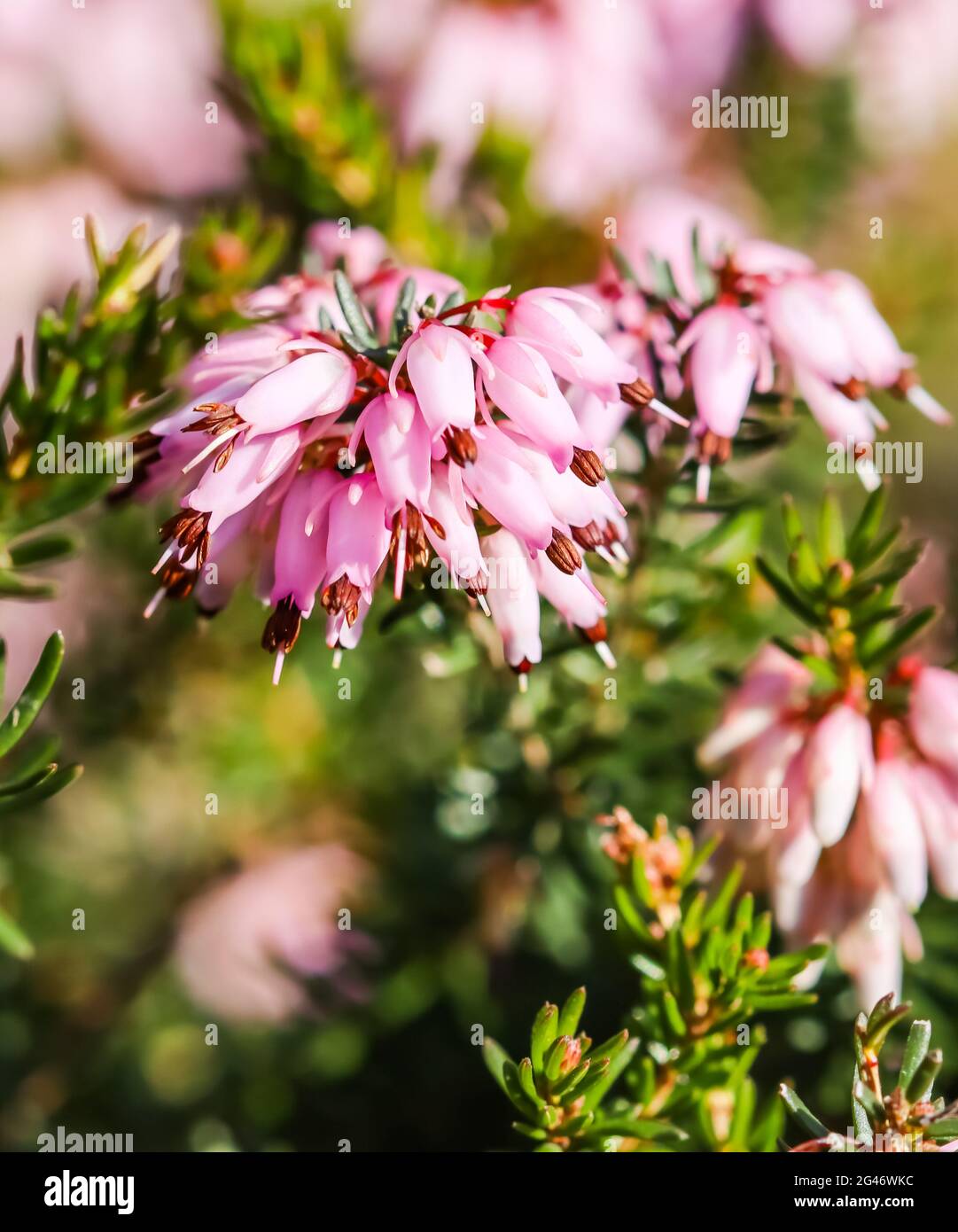 Pink Erica carnea flowers (winter Heath) in the garden in early spring Stock Photo