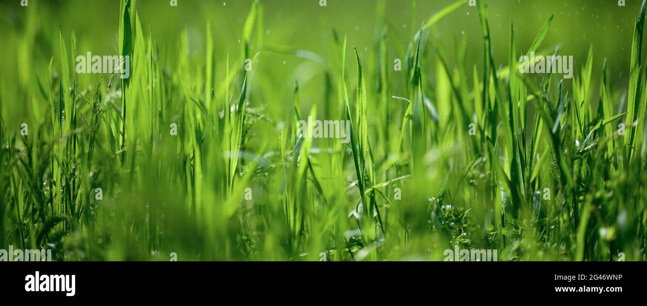 Lush green lawn park hi-res stock photography and images - Alamy