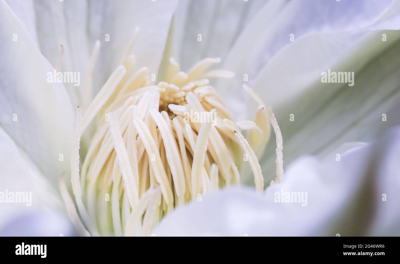 Soft focus, abstract floral background, white Clematis flower. Macro flowers backdrop for holiday brand design Stock Photo