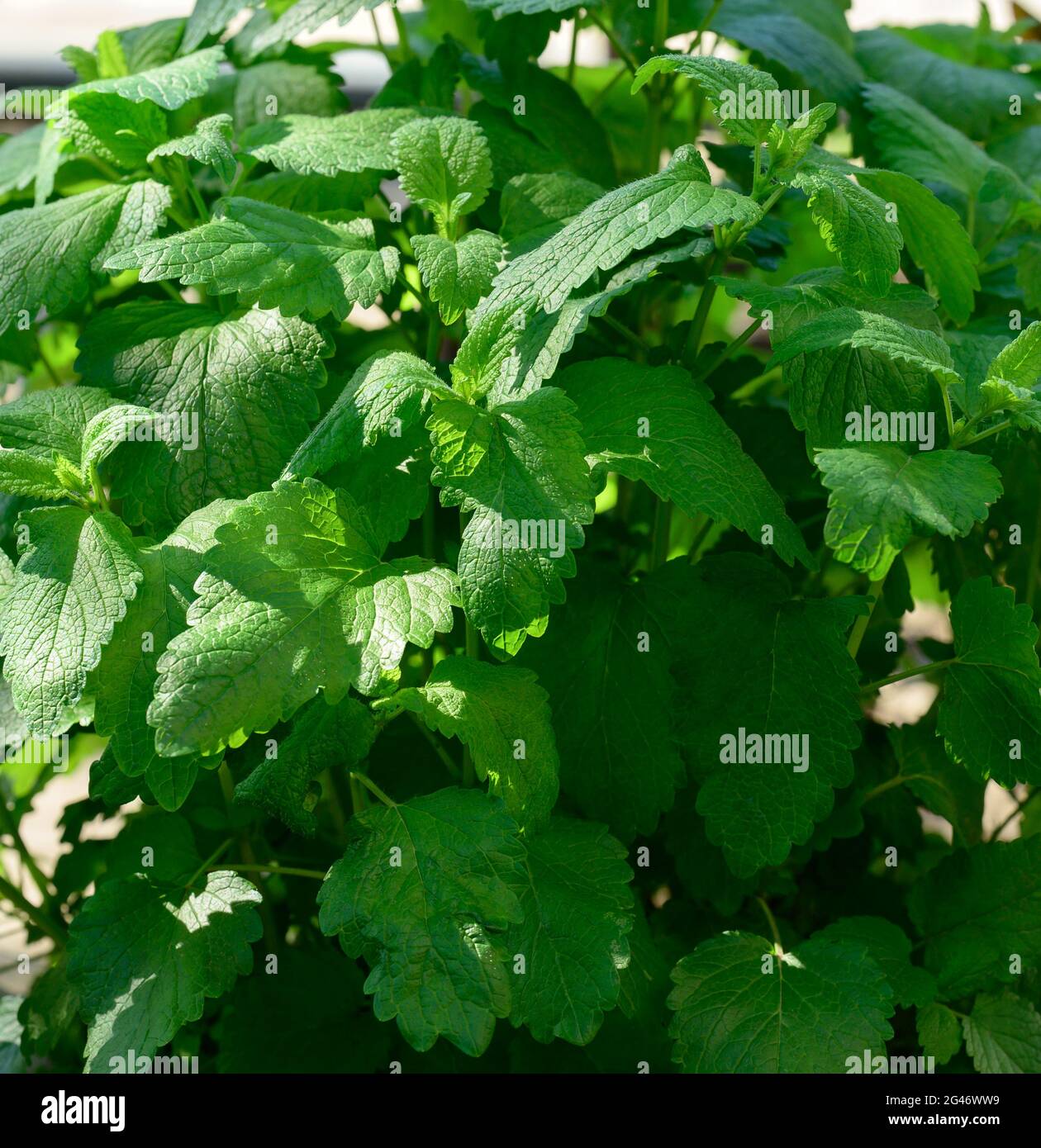 Mint bush with green leaves growing in the garden Stock Photo