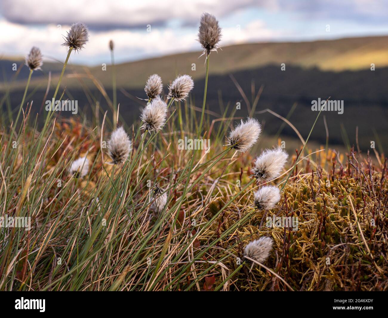 Common cotton-grass is familiar as the fluffy, white seed heads that dot our brown, boggy moorlands and heaths in spring Stock Photo