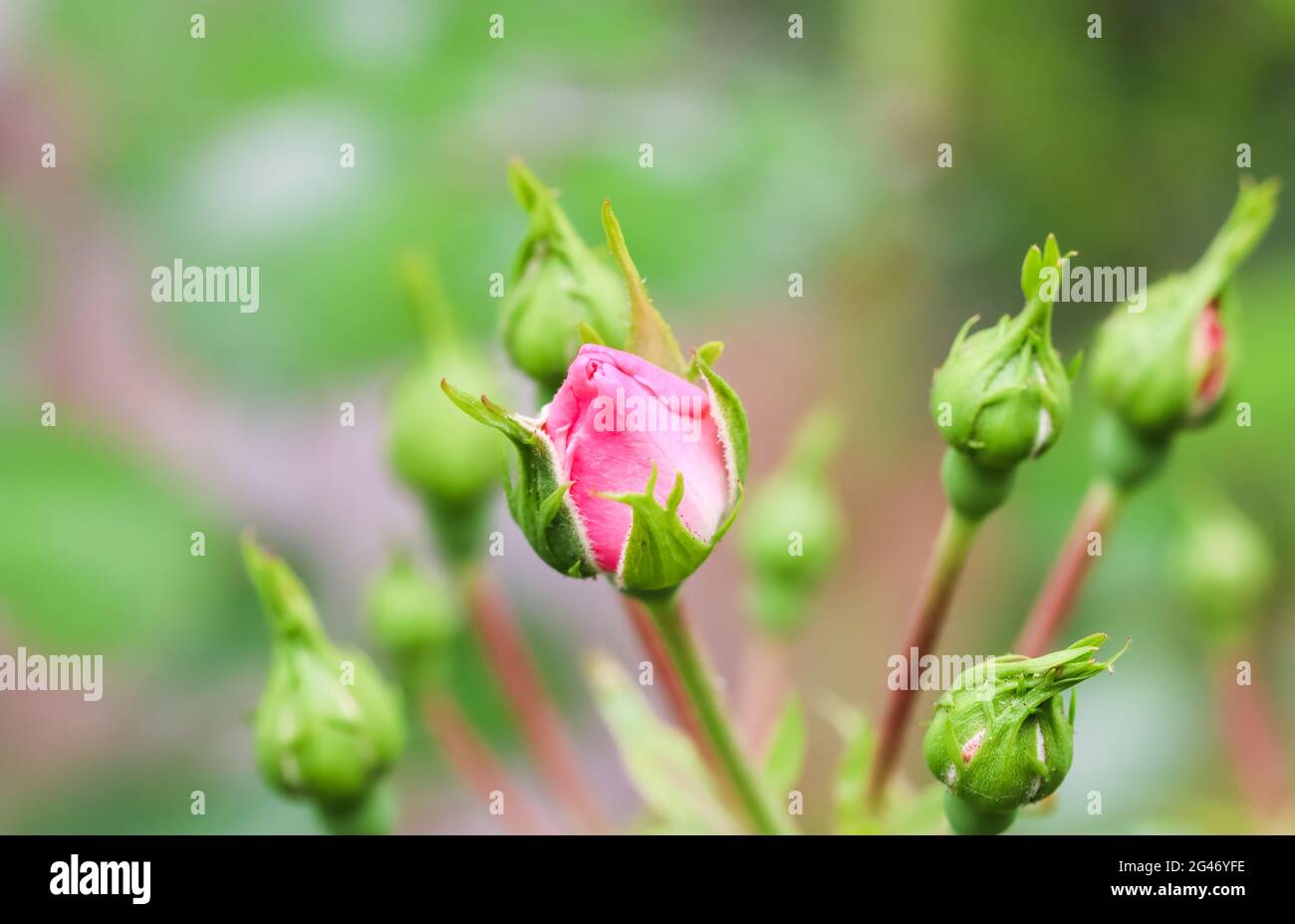Pink rose Bonica buds in the garden. Perfect for background of greeting cards for birthday, Valentine's Day and Mother's Day Stock Photo