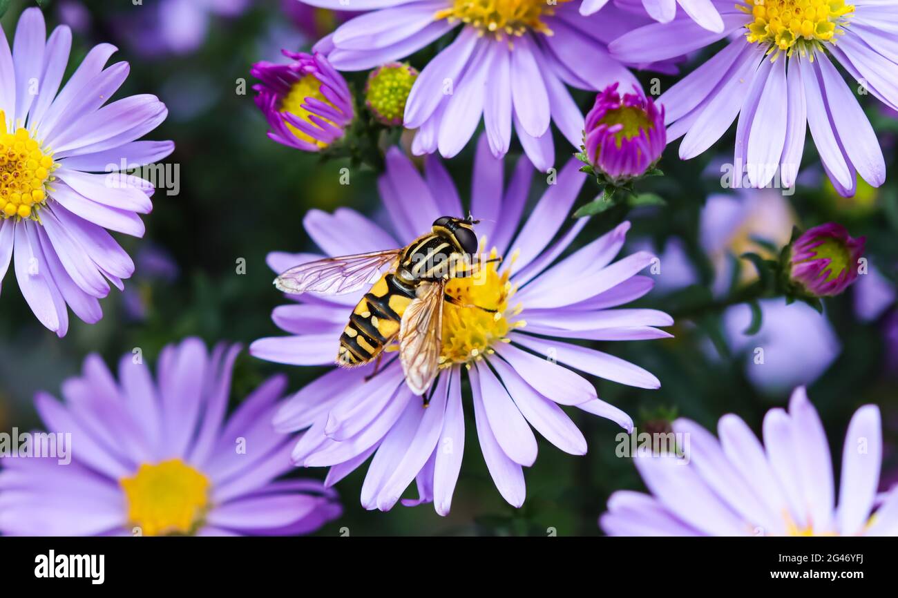 Beautiful blue flowers Sapphire Mist.Aster dumosus with a bee in autumn garden Stock Photo