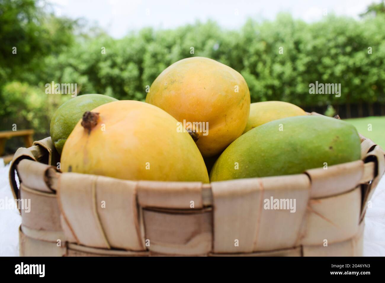Mango in bamboo basket hires stock photography and images Alamy