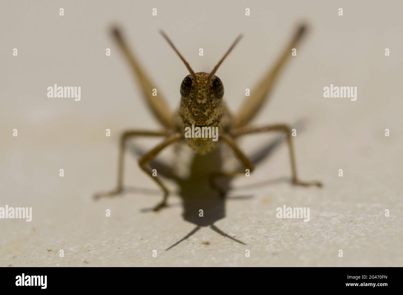 Grasshopper, Caelifera Suborder, Klungkung, Bali, Indonesia Stock Photo
