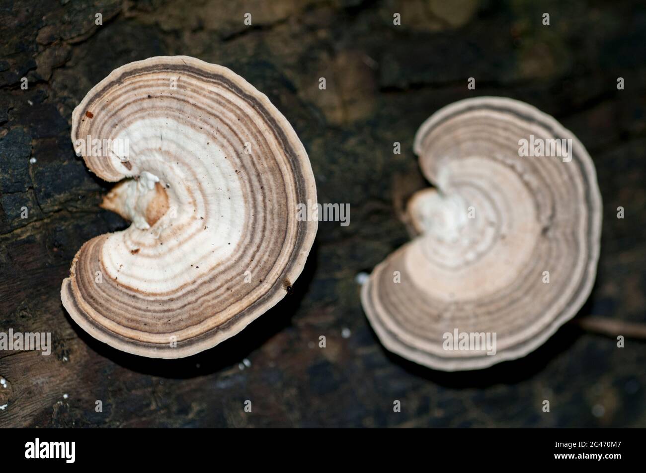 Pair of Shelf Mushrooms, Ganoderma sp, Klungkung, Bali, Indonesia Stock Photo
