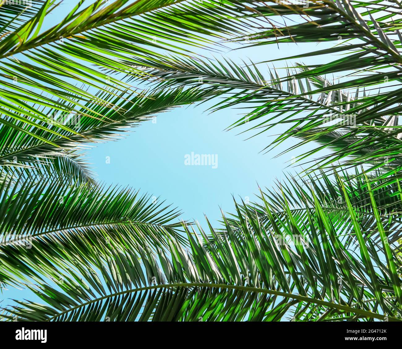 Beautiful blue sky palm leaves hi-res stock photography and images - Alamy