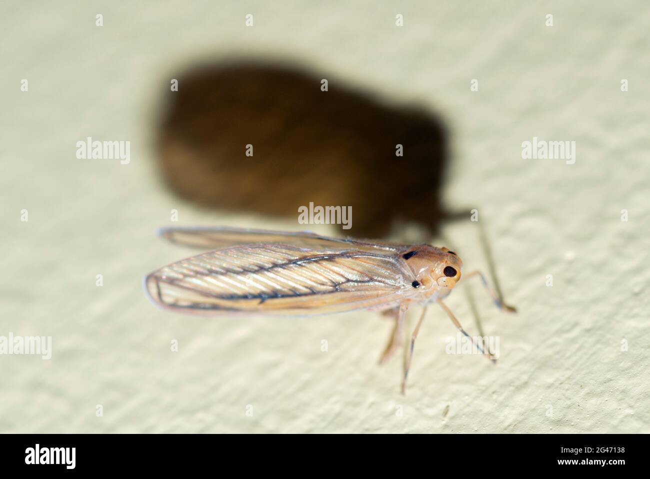 Leafhopper, Cicadellidae Family, with shadow, Klungkung, Bali, Indonesia Stock Photo