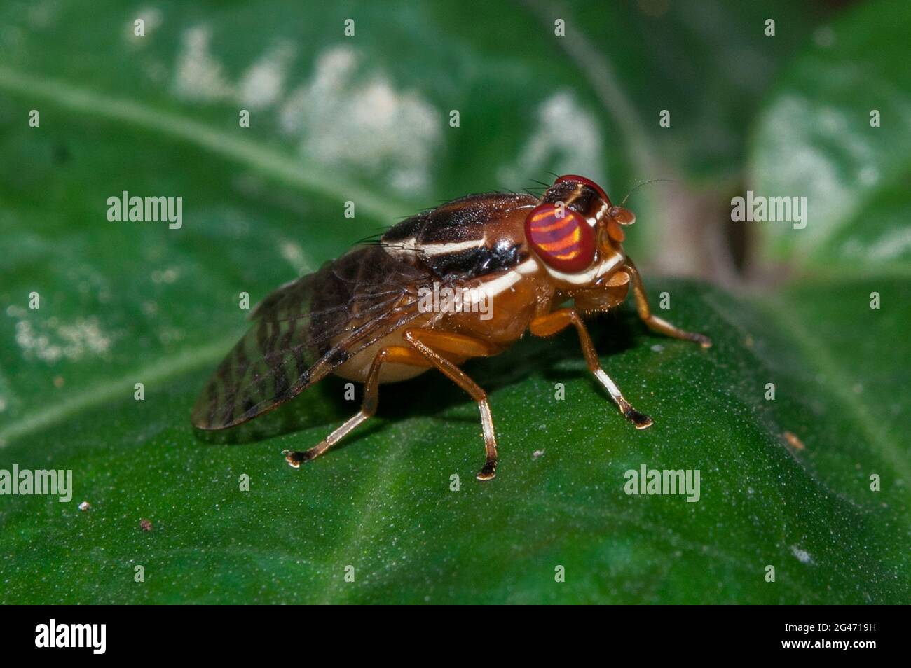 Fruit Fly, Tephritidae Family, on leaf, Klungkung, Bali, Indonesia Stock Photo Alamy