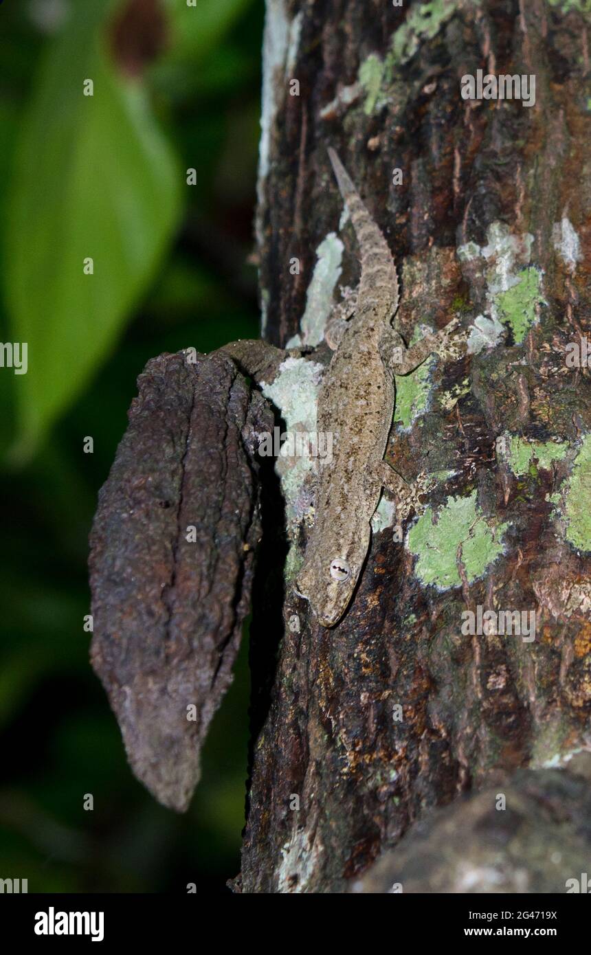 Asian House Gecko, Hemidactylus frenatus, on by Cocoa pod, Theobroma cacao, Klungkung, Bali, Indonesia Stock Photo