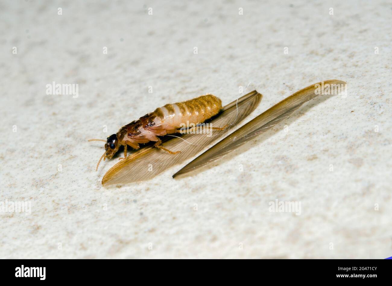 Winged male Driver Ant, Dorylus sp, with wings removed, Klungkung, Bali, Indonesia Stock Photo