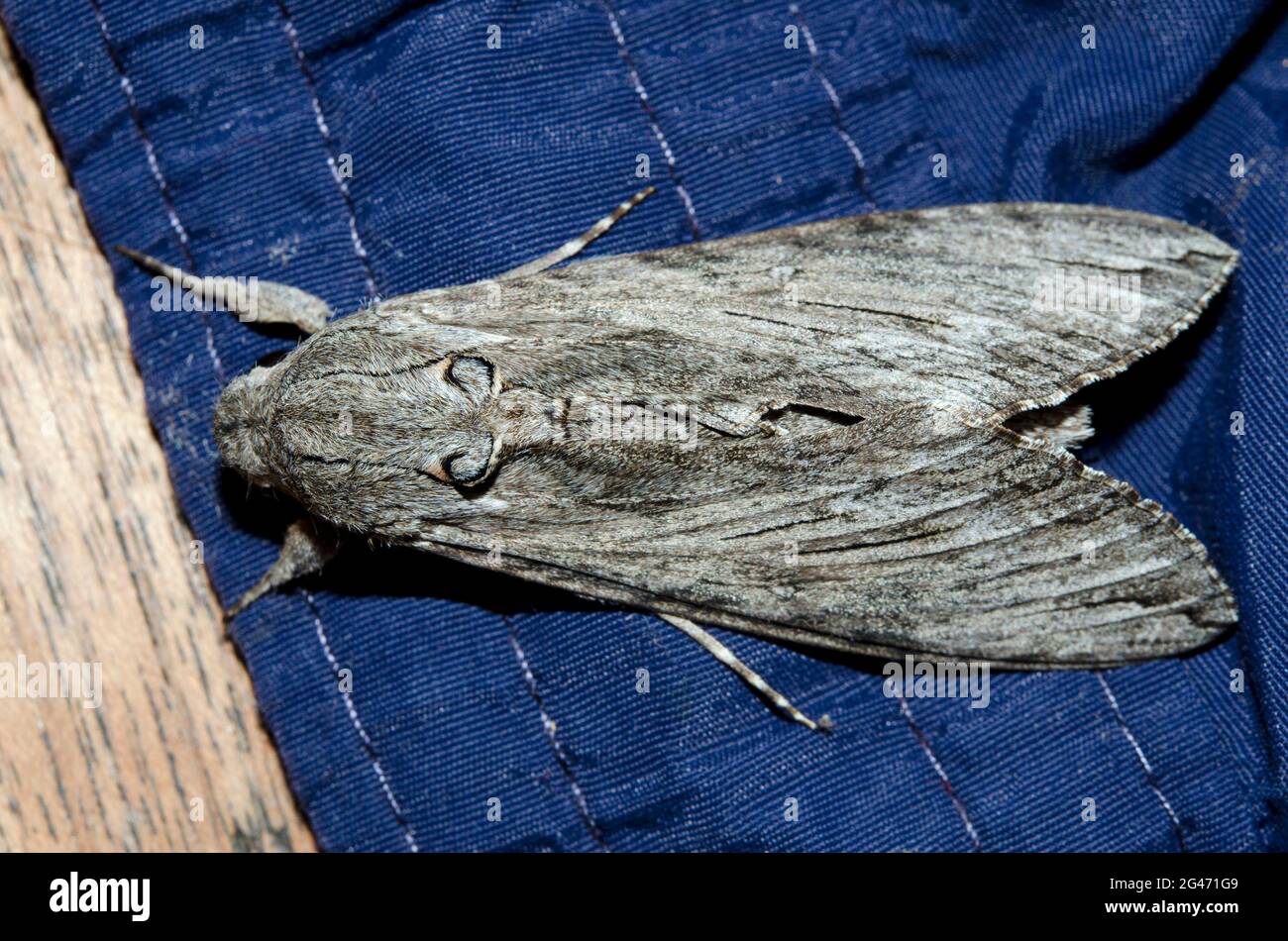 Male Convolvulus Hawk-moth, Agrius convolvuli, Klungkung, Bali, Indonesia Stock Photo