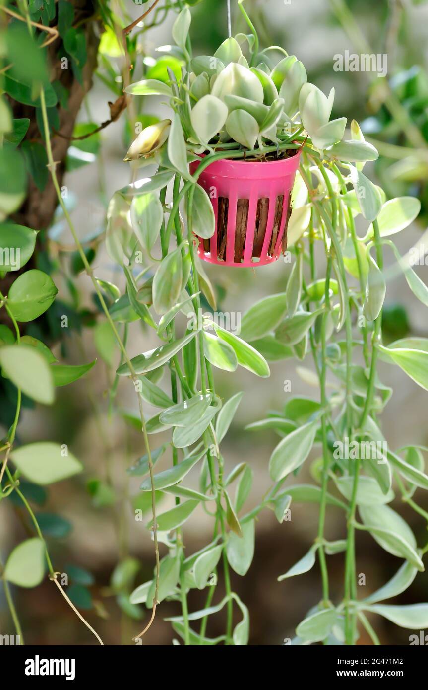 Dischidia, Dischidia White Diamond plant Stock Photo - Alamy