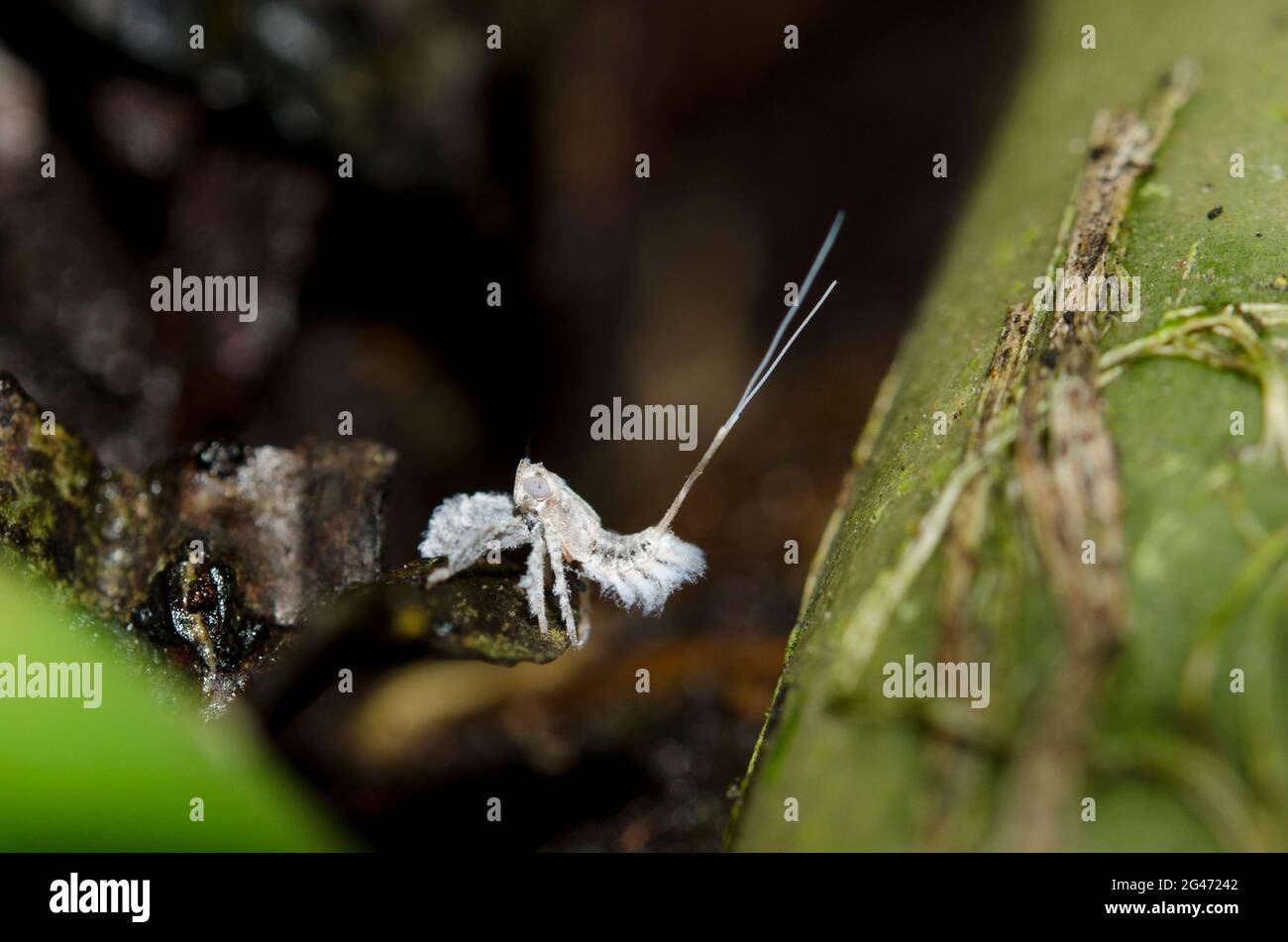 Fulgoroid Planthopper, Lophopidae Family, nymph with waxy extrusions for camouflage, Saba, Bali, Indonesia Stock Photo