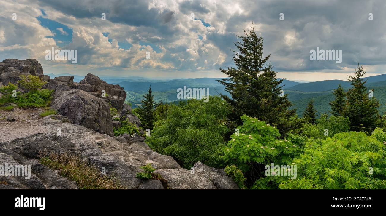 View from Little Pinnacle in Grayson Highlands State Park in southwestern Virginia in mid-June. Flowering tree is American mountain ash (Sorbus americ Stock Photo