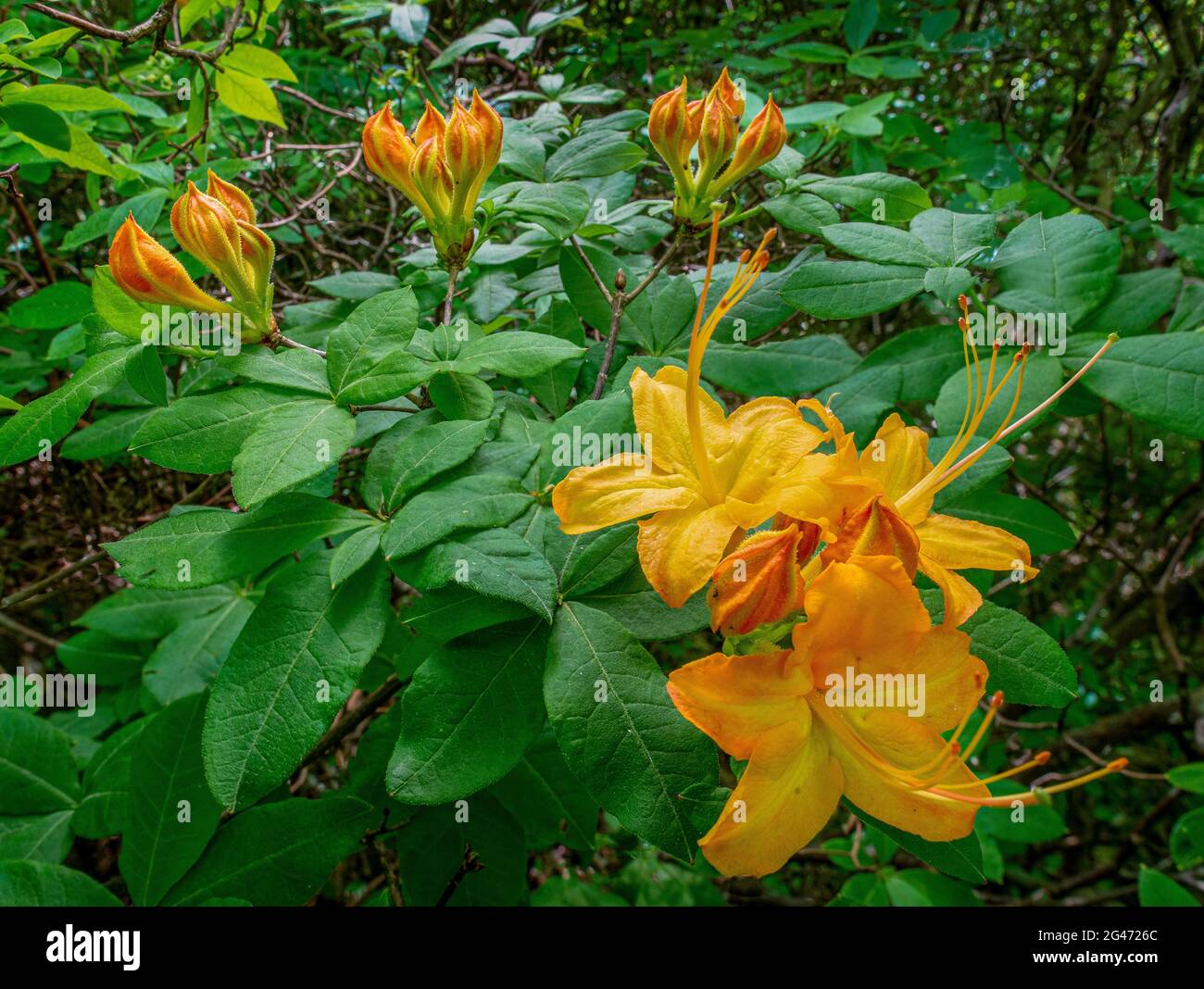 Flowers and flower buds of flame azalea (Rhododendron calendulaceum) in Grayson Highlands State Park in southwesterm Virginia in mid-June. Stock Photo