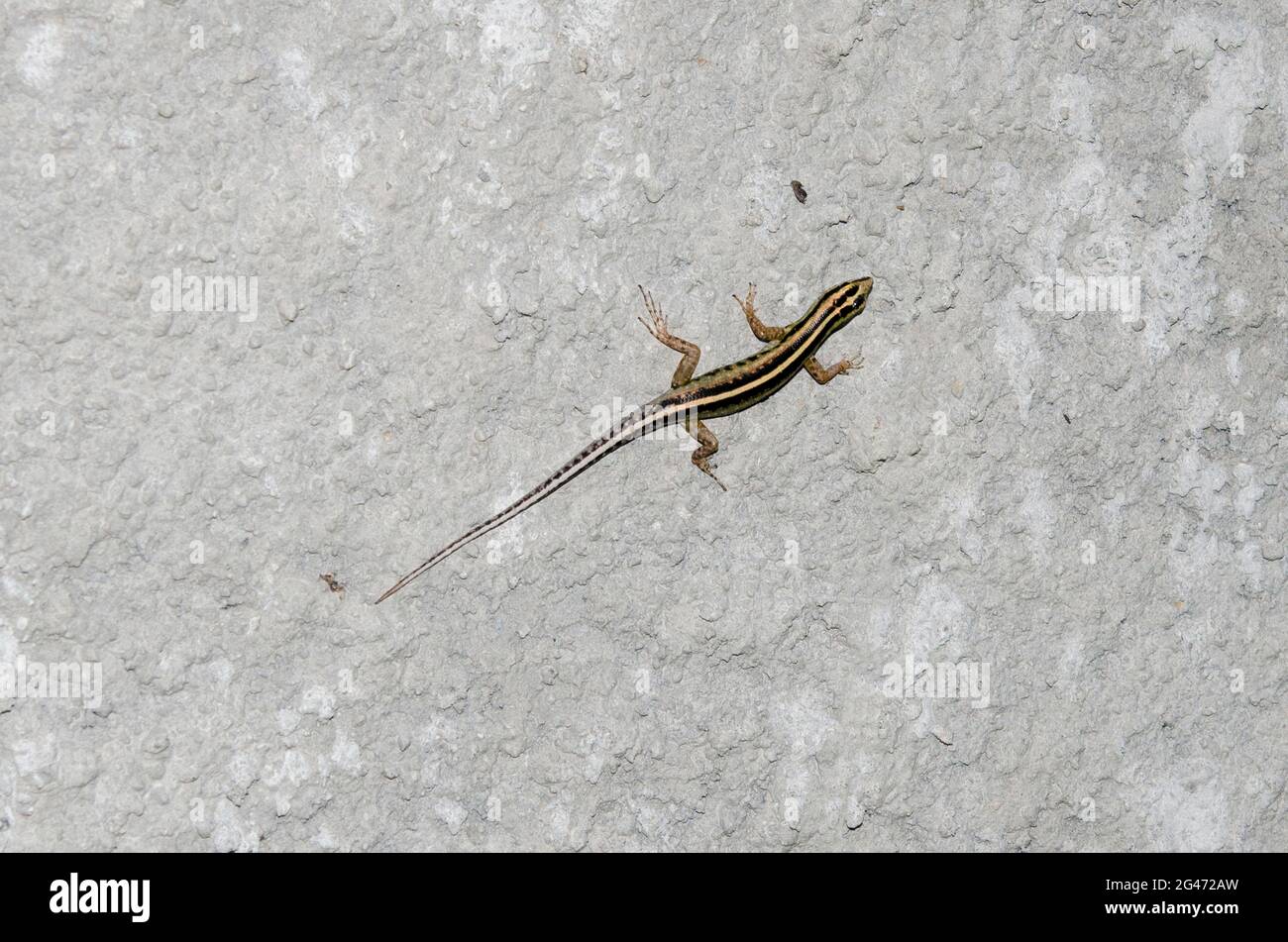 Many-lined Sun Skink, Eutropis multifasciata, on wall, Klungkung, Bali, Indonesia Stock Photo