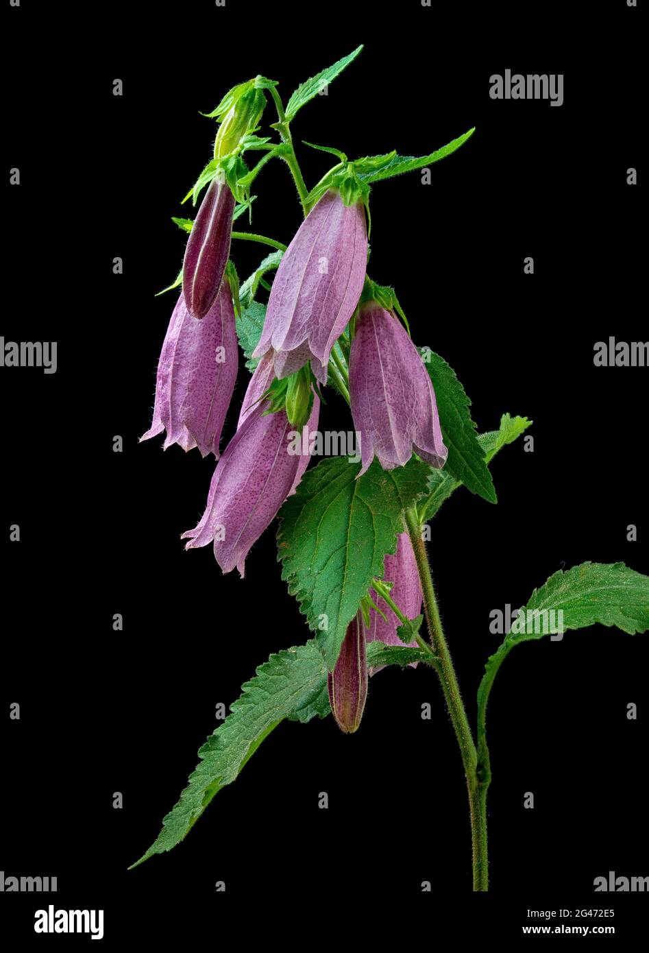 Campanula bellflower (Campanula punctata rubriflora) with black background Stock Photo