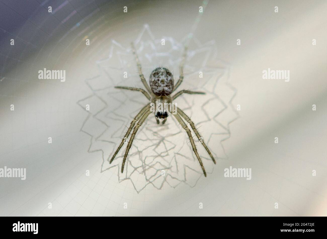 Juvenile Spider, Argiope sp, with lace-like patterned web stabilimentum, Klungkung, Bali, Indonesia Stock Photo