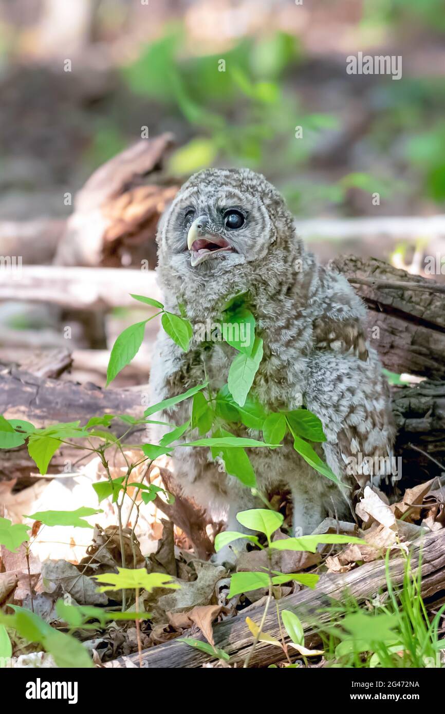 Baby barred owl on the forest floor shortly after leaving the safety of its nest. Closeup vertical portrait. Stock Photo