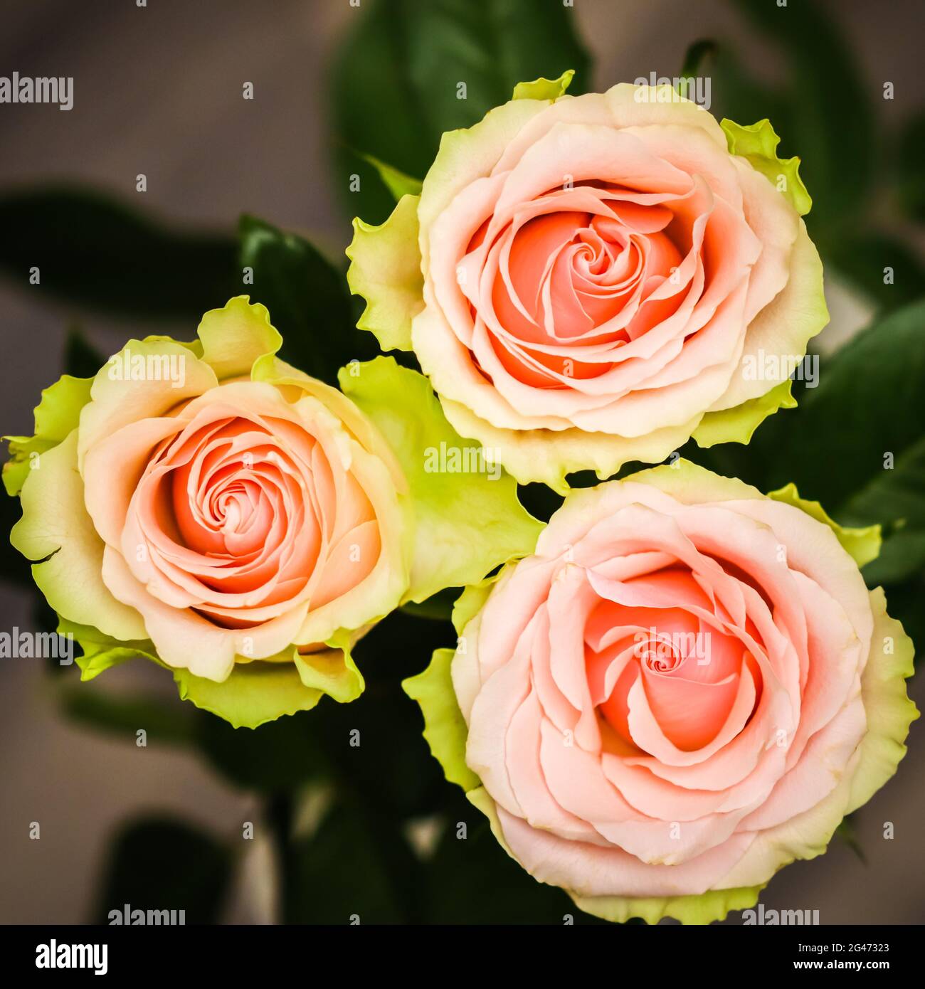 Beautiful pink roses. Perfect for background greeting card and invitations of the wedding, birthday, Valentine's Day, Mother's D Stock Photo