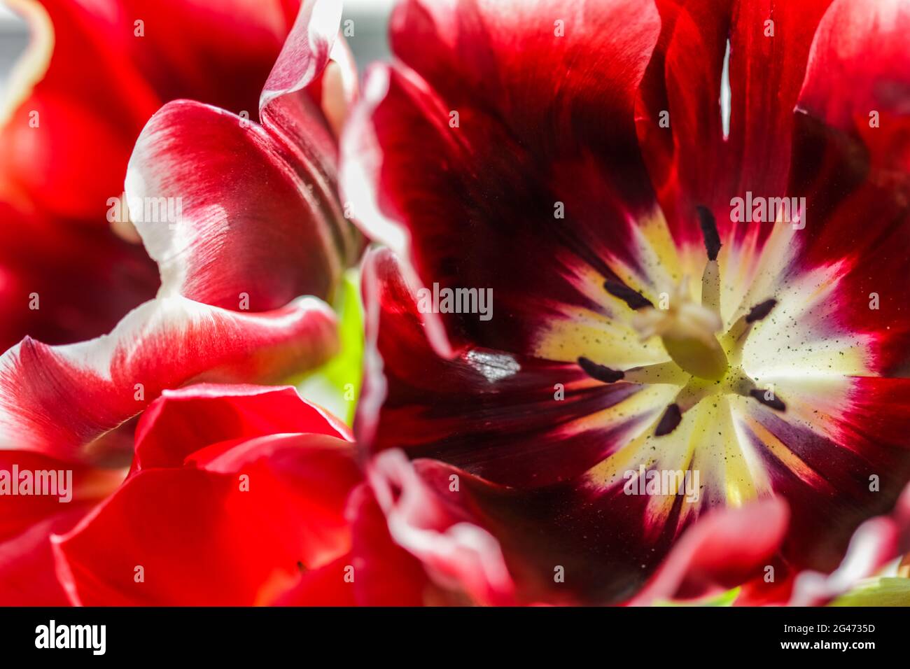 Floral background, red tulip flower petals. Macro flowers backdrop for holiday brand design Stock Photo