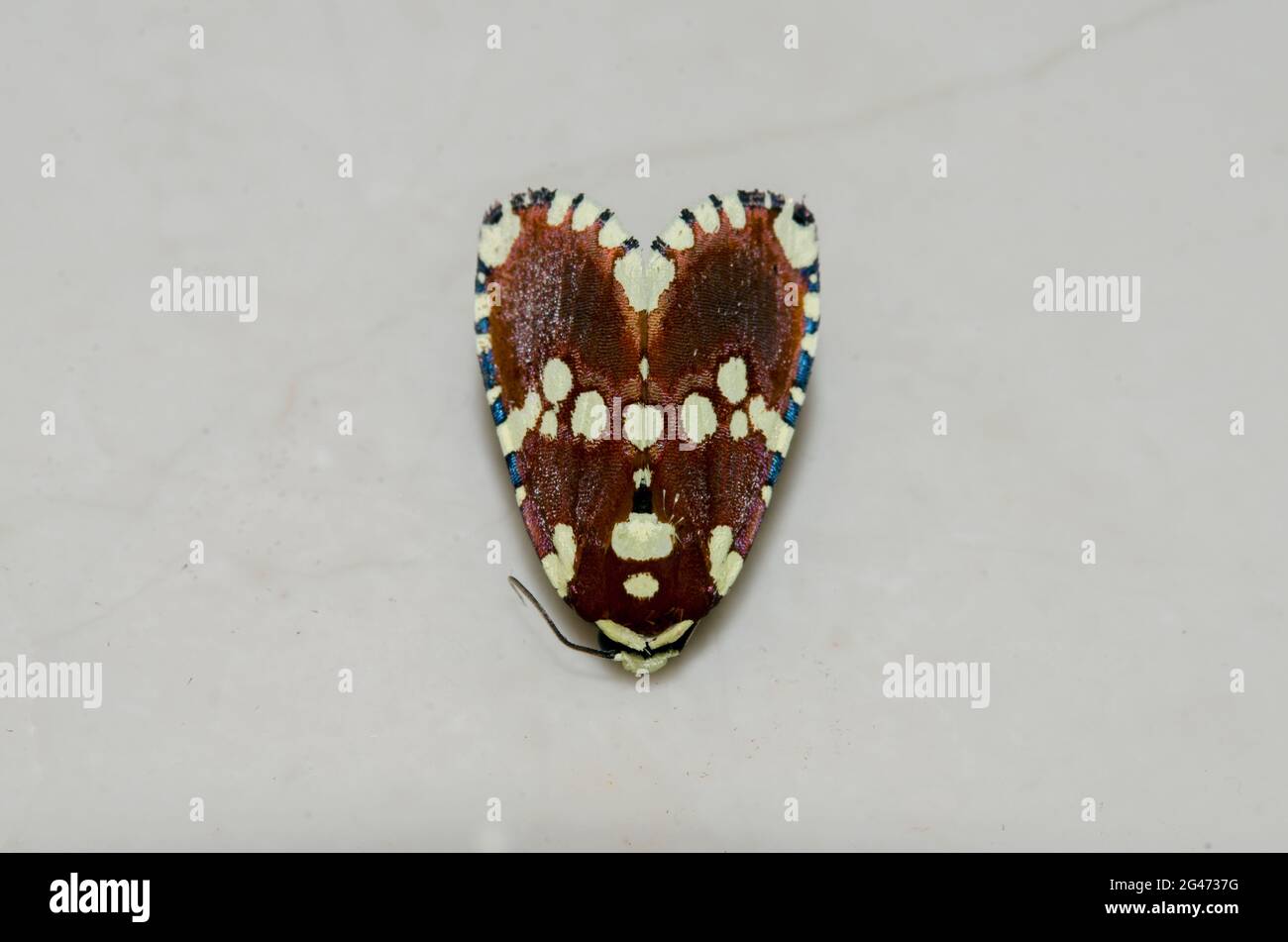 Noctuidae Moth, Yepcalphis dilectissima, Saba, Bali, Indonesia Stock Photo