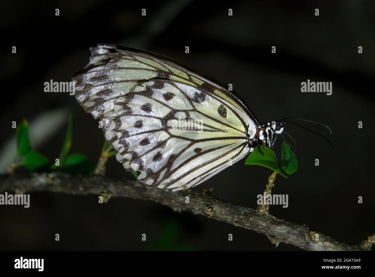 Paper Butterfly, Idea sp, on stem, Butterfly Park, Sentosa Island, Singapore Stock Photo