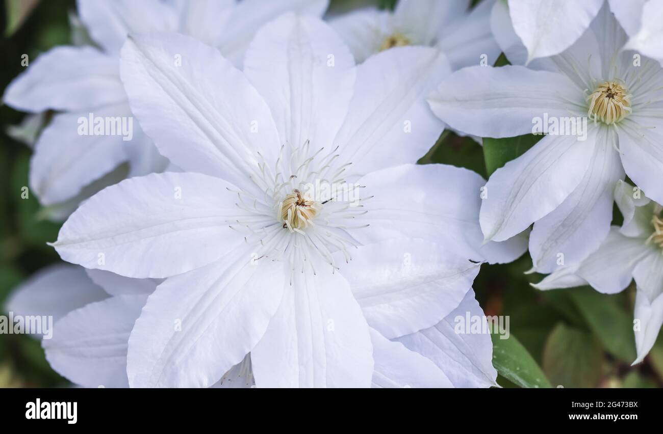 Soft focus, abstract floral background, white Clematis flower. Macro flowers backdrop for holiday brand design Stock Photo