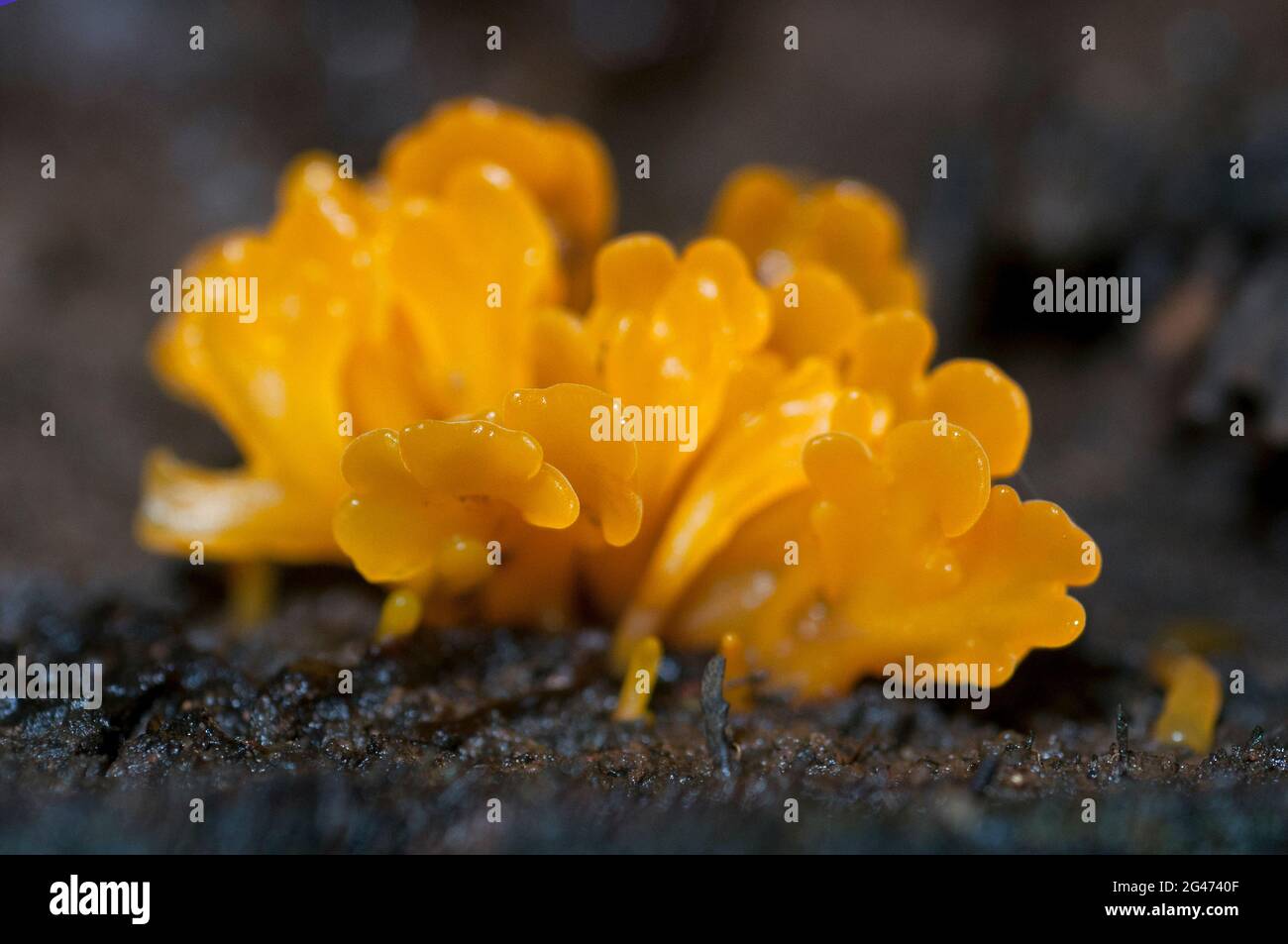 Yellow Brain Jelly Fungus, Tremella mesenterica, Klungkung, Bali, Indonesia Stock Photo