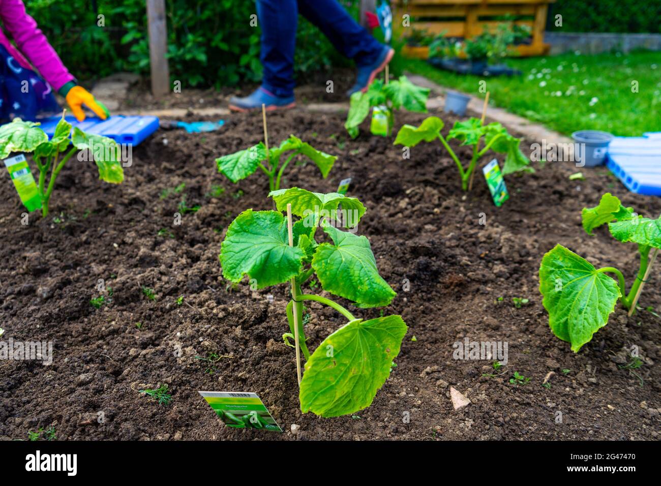 Gardening planting Cocumbers in Lower Bavaria Germany Stock Photo