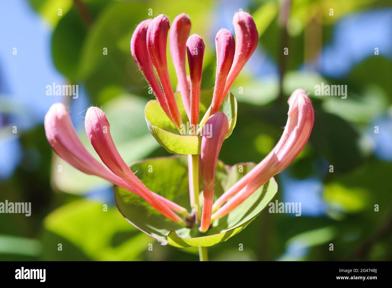 philodendron finger leaf Hawaiian Finger Leaf (XL)  Shopleaf Plant Studio