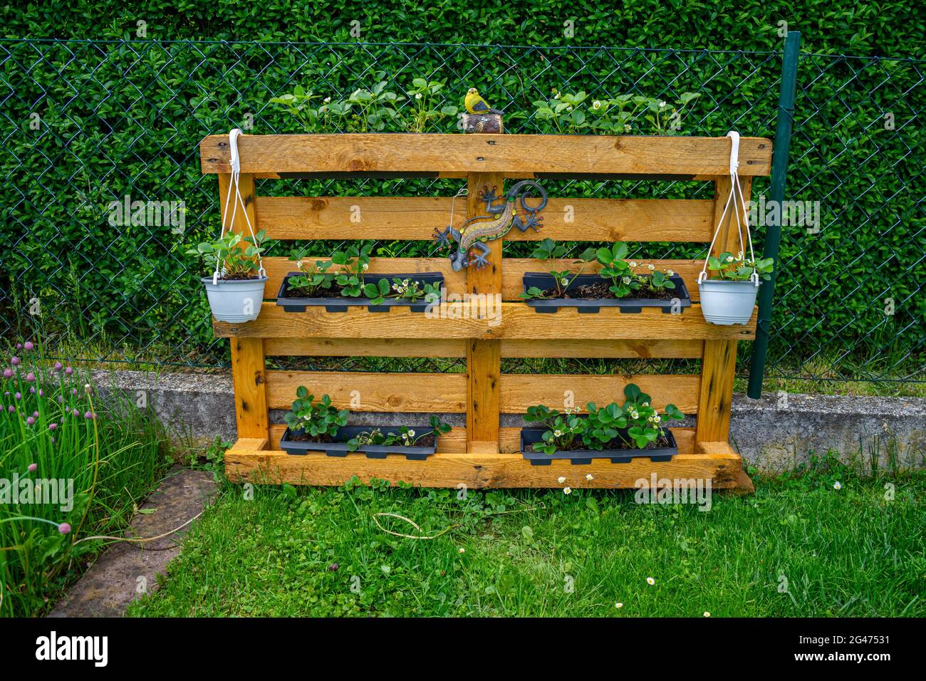 Gardening planting Strawberries on a Pallette in Lower Bavaria Germany Stock Photo