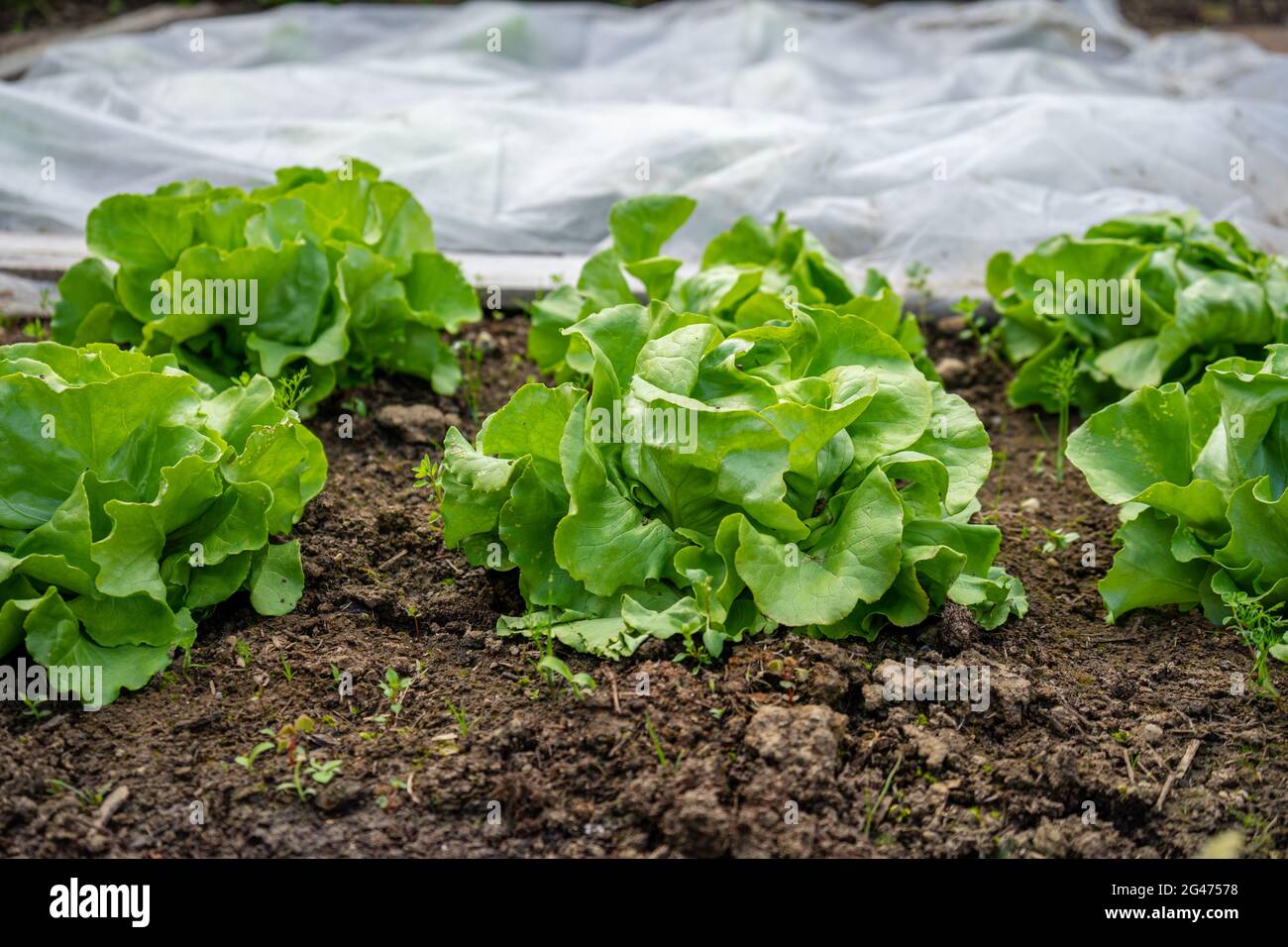 Gardening planting Lettuce in Lower Bavaria Germany Stock Photo Alamy