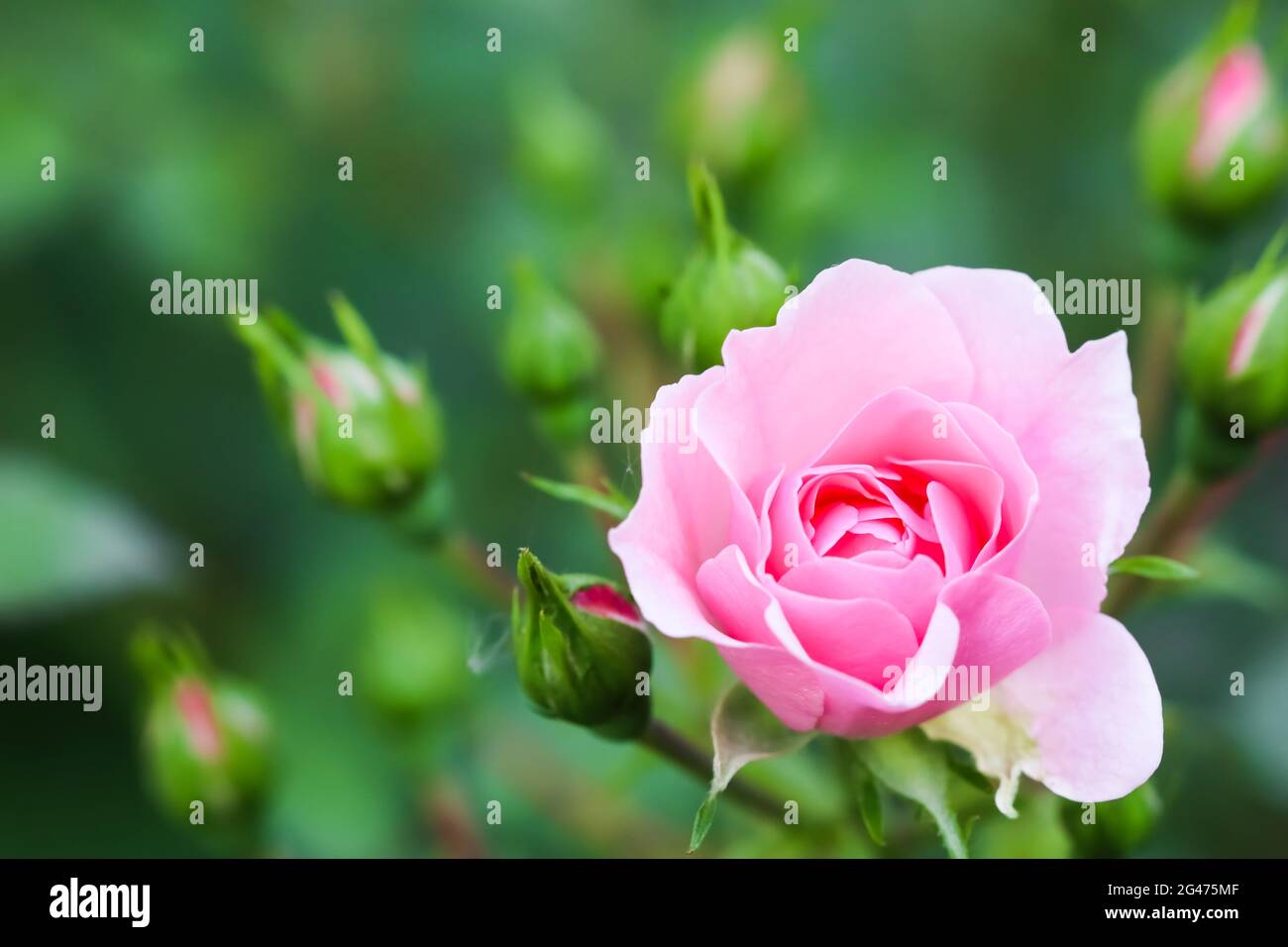 Soft pink rose Bonica with buds in the garden. Perfect for background of greeting cards for birthday, Valentine's Day and Mother Stock Photo