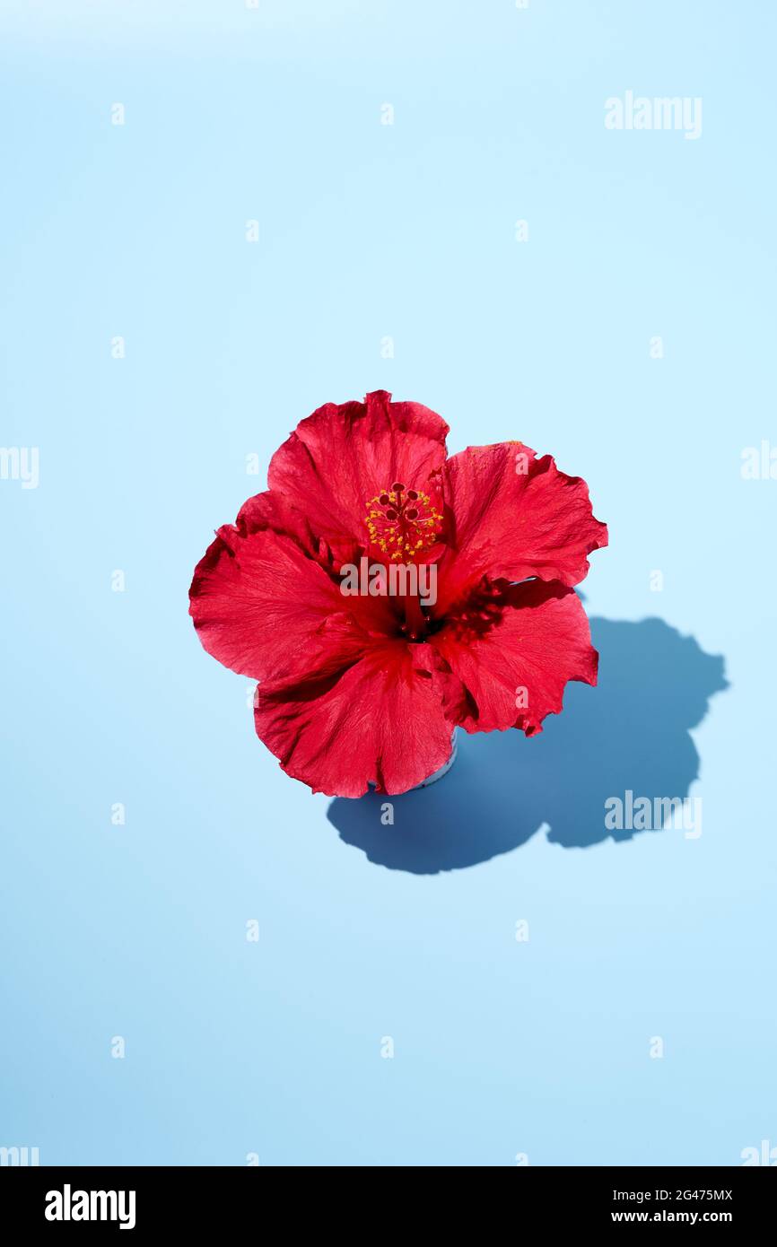 Trendy summer pop art design of a hibiscus flower from top view. Copy
