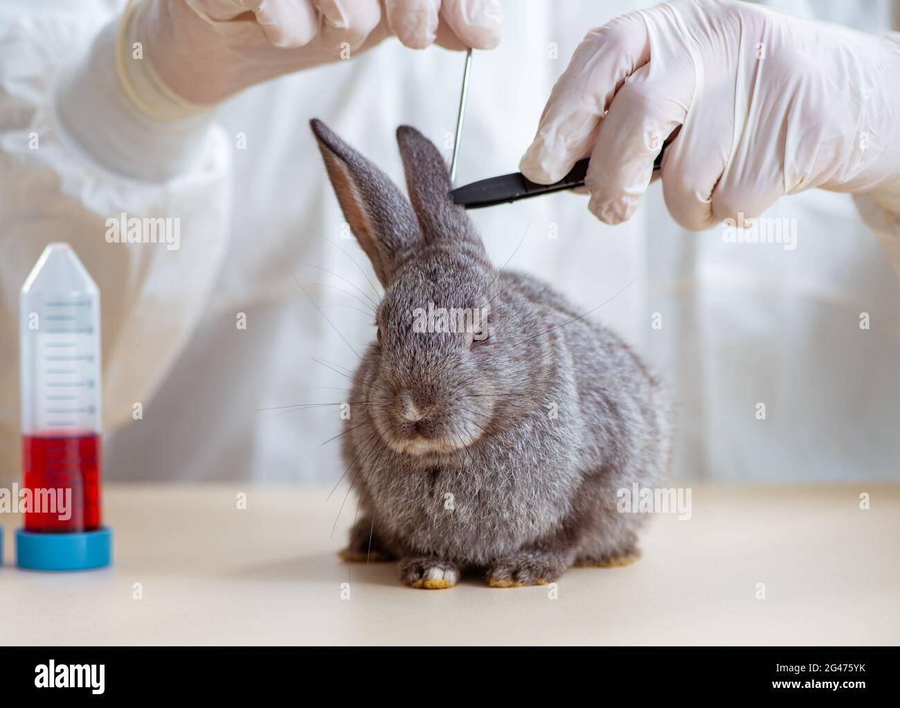 The vet doctor checking up rabbit in his clinic Stock Photo - Alamy