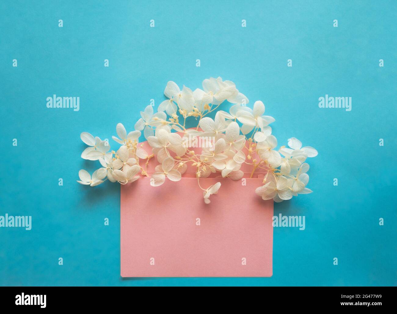 Pink envelope with white flowers hydrangea inside on a blue background. Stock Photo