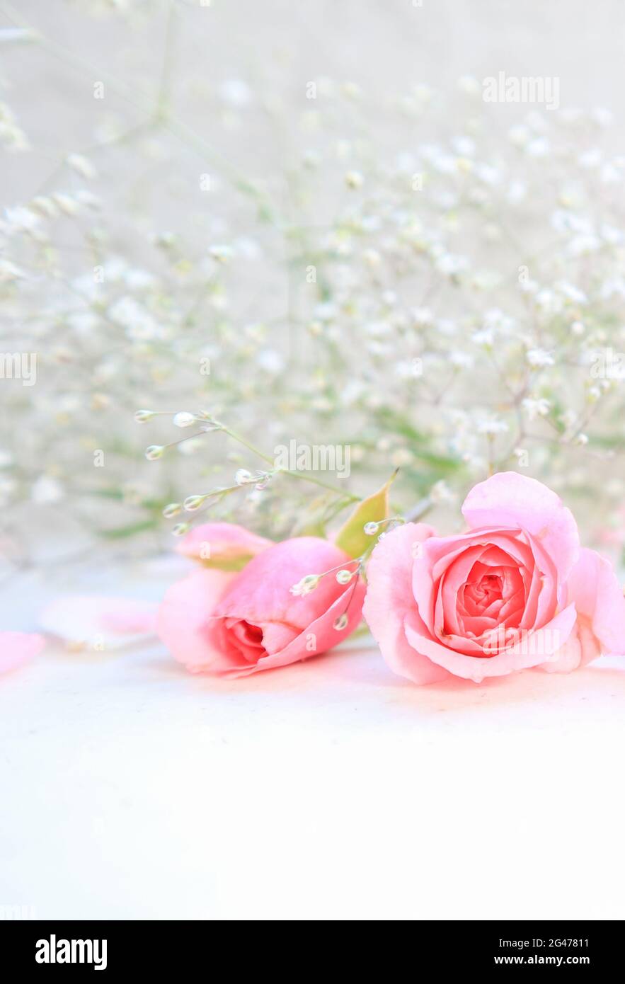 Pink roses and petals on white background. Perfect for background greeting cards and invitations of the wedding, birthday, Valen Stock Photo