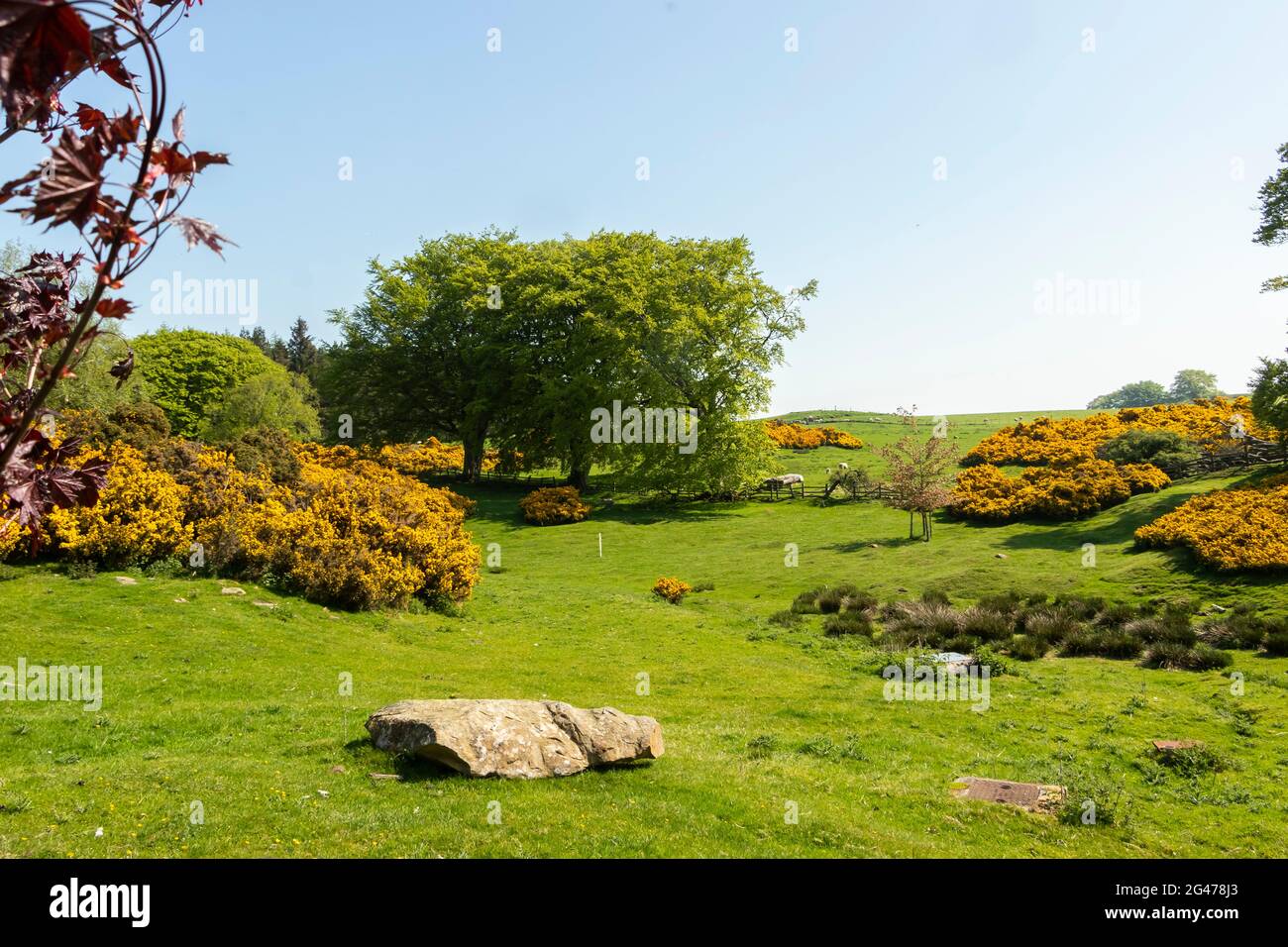 view of Northumberland farm in spring time Stock Photo