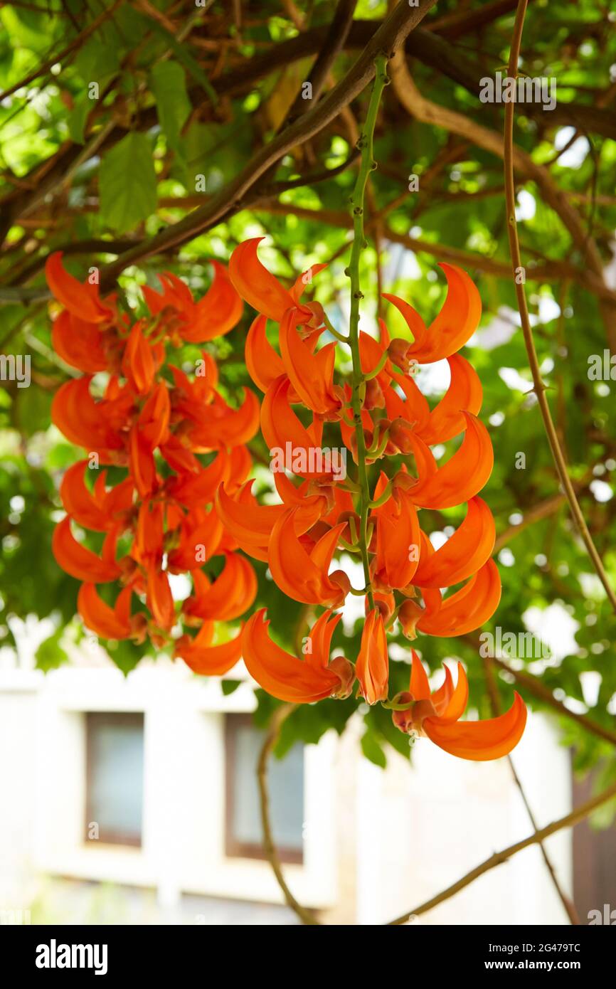 Red jade hi-res stock photography and images - Alamy