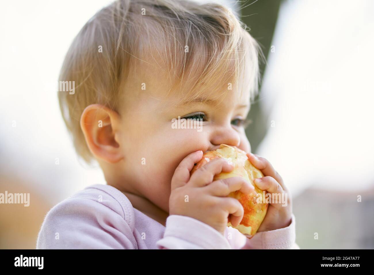 Little girl nibbles an apple while holding it with her hands. Close-up. Portrait Stock Photo