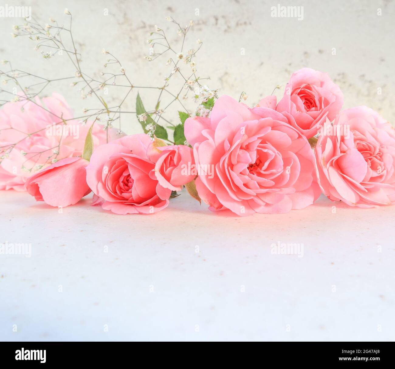 Pink roses on white background. Perfect for background greeting cards and invitations of the wedding, birthday, Valentine's Day, Stock Photo