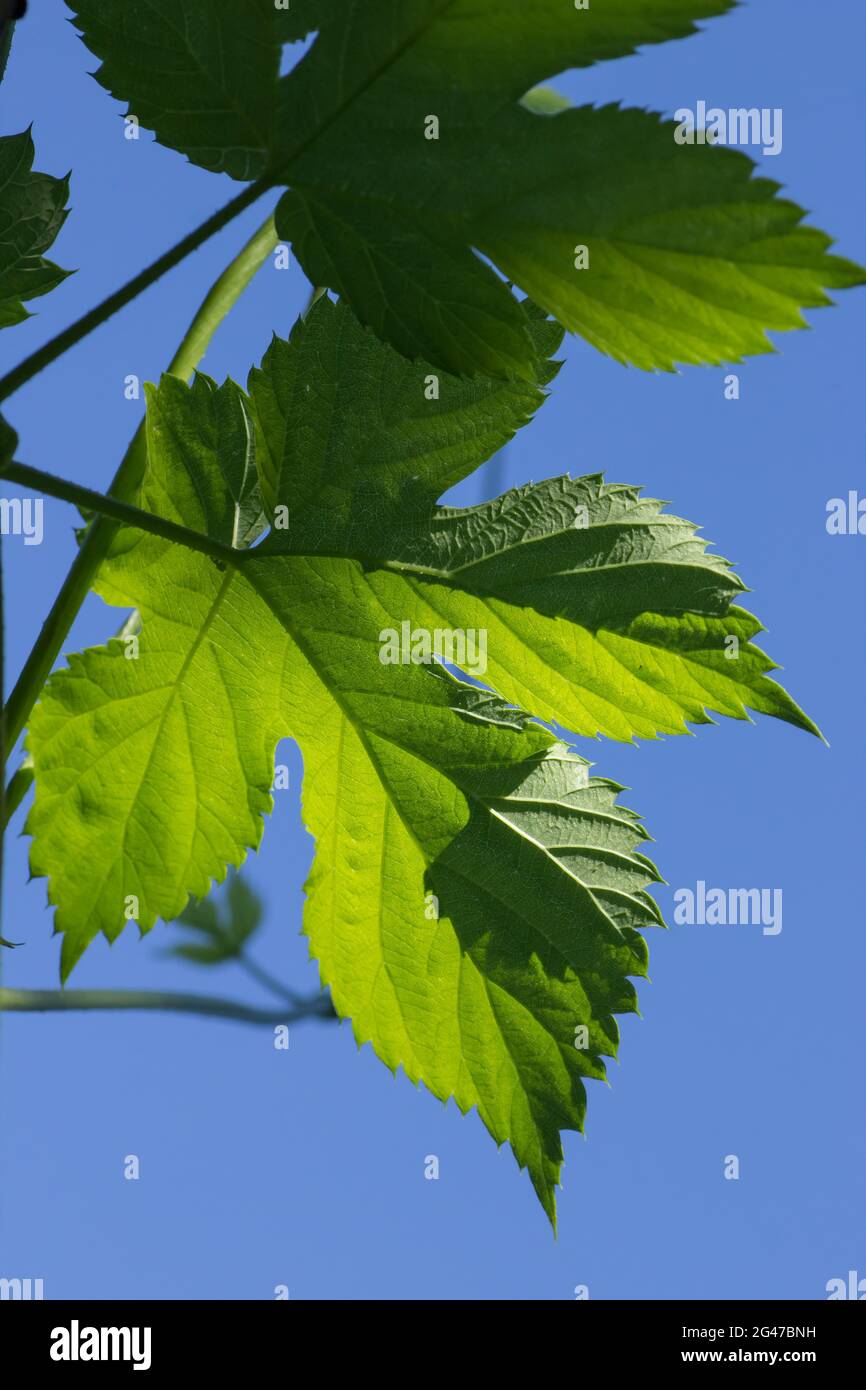 upright image of a leaf of the common hop (Humulus lupulus) of the bavarian hallertauer variety used for brewing beer in front of a blue sky Stock Photo