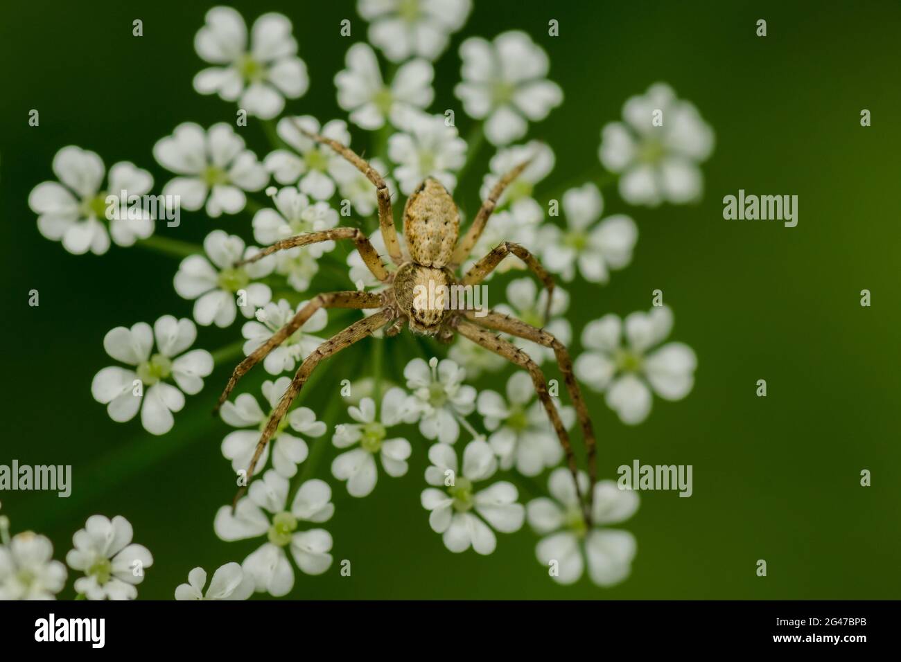 wolf spider in a macro shot sitting on the white blossoms of a wild umbellifer plant in front of a green background Stock Photo