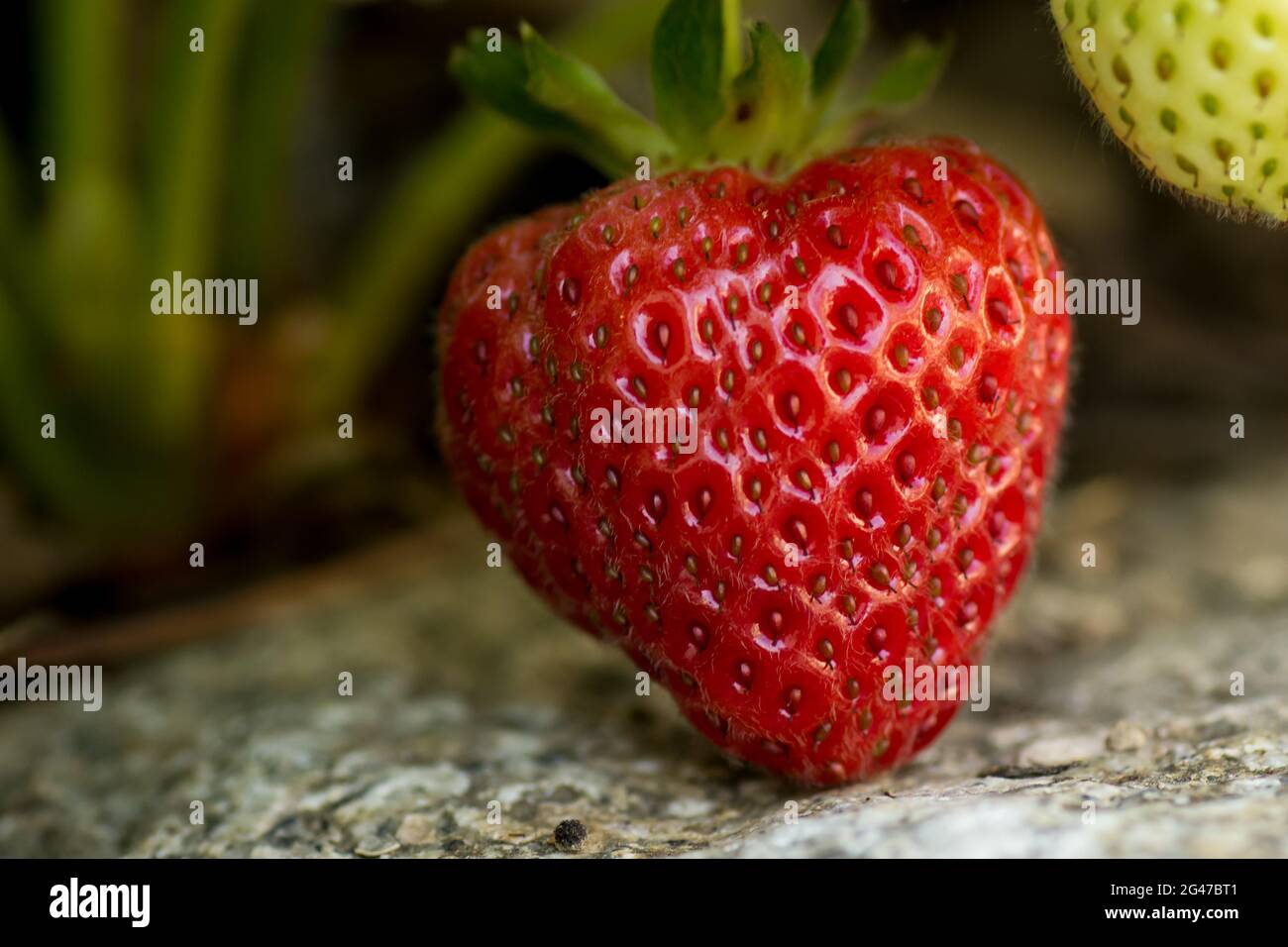macro shot of a red ripe strawberry looking delicious while growing on ...