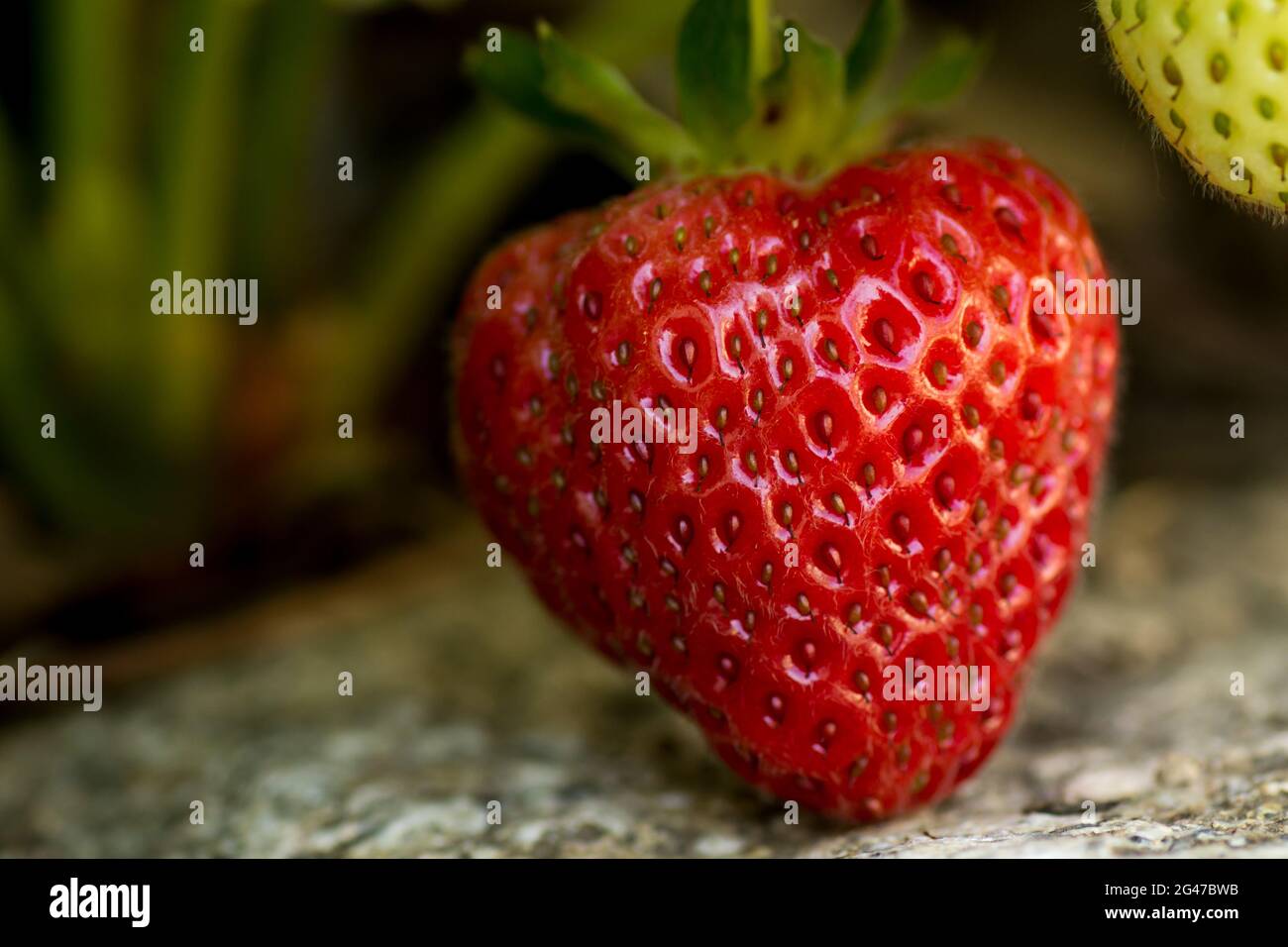 macro shot of a delicious and juicy looking ripe red strawberry ...
